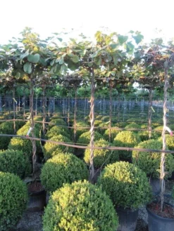 Kiwiplant Als Dakboom (Actinidia Chinensis) -Tuinplantenwinkel img 4341 1