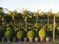 Kiwiplant Als Dakboom (Actinidia Chinensis) -Tuinplantenwinkel img 4342