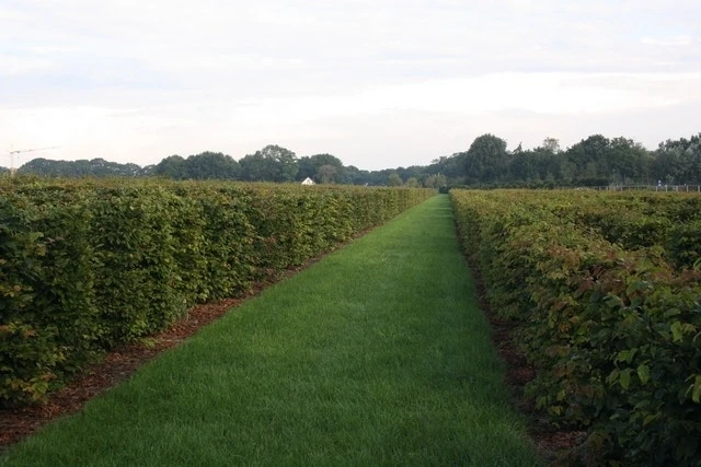 Beukenhaag Als Haagelement (Fagus Sylvatica) 2 Beukenhaag Als Haagelement (Fagus Sylvatica) - Afbeelding 2