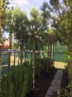 Parasolden (Pinus Pinea) -Tuinplantenwinkel img 8351