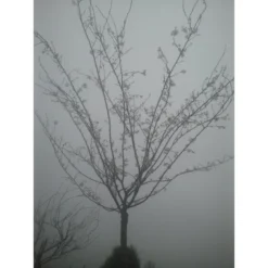 Roze Winterkers (Prunus Subhirtella 'Autumnalis Rosea') 7 Roze Winterkers (Prunus Subhirtella 'Autumnalis Rosea') -Tuinplantenwinkel japanse sierkers prunus subhirtella autumnalis 33511 1d1