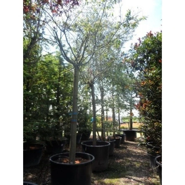 Roze Winterkers (Prunus Subhirtella 'Autumnalis Rosea') 3 Roze Winterkers (Prunus Subhirtella 'Autumnalis Rosea') - Afbeelding 3