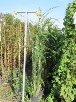 Jasmijn (Jasminum Officinale) -Tuinplantenwinkel jasminum officinale 175 200 1