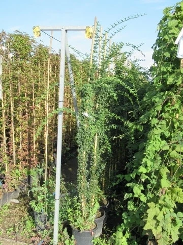 Jasmijn (Jasminum Officinale) 6 Jasmijn (Jasminum Officinale) - Afbeelding 6