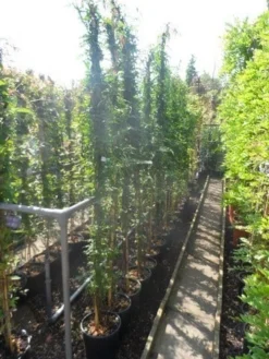 Jasmijn (Jasminum Officinale) 9 Jasmijn (Jasminum Officinale) -Tuinplantenwinkel jasminum officinale 175 200 c10