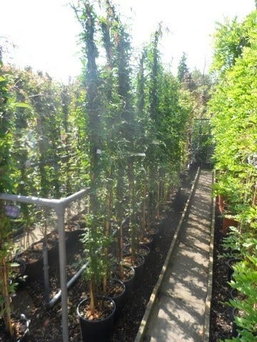 Jasmijn (Jasminum Officinale) 4 Jasmijn (Jasminum Officinale) - Afbeelding 4