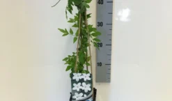 Jasmijn (Jasminum Officinale) 10 Jasmijn (Jasminum Officinale) -Tuinplantenwinkel jasminum officinalis 50 60 c2 1