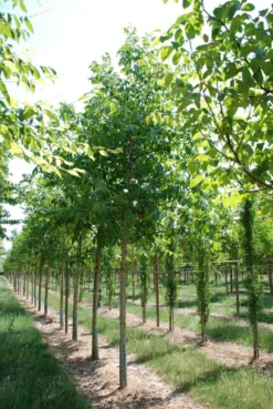 Grote Walnoot (Juglans Regia) -Tuinplantenwinkel juglans regia s 20 25 1