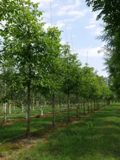 Grote Walnoot (Juglans Regia) -Tuinplantenwinkel juglans regia s 30 35 1