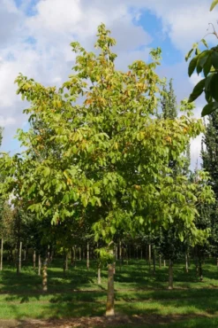 Grote Walnoot (Juglans Regia) -Tuinplantenwinkel juglans regia s 35 40 1