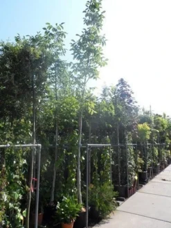 Walnotenboom (Juglans Regia) 9 Walnotenboom (Juglans Regia) -Tuinplantenwinkel juglans regia 10 12 14ho cont