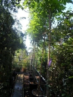 Walnotenboom (Juglans Regia) 8 Walnotenboom (Juglans Regia) -Tuinplantenwinkel juglans regia 12 14 16ho cont