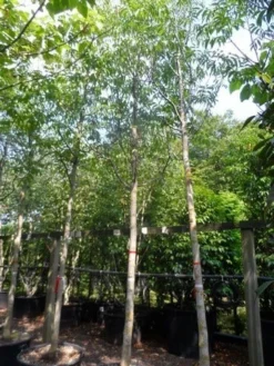 Walnotenboom (Juglans Regia) 7 Walnotenboom (Juglans Regia) -Tuinplantenwinkel juglans regia 20 25ho c160 extra