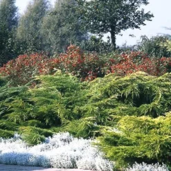 Jeneverbes (Juniperus Media 'Pfitzeriana Aurea')