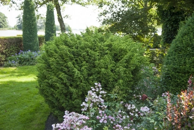 Jeneverbes (Juniperus Chinensis 'Blaauw') 2 Jeneverbes (Juniperus Chinensis 'Blaauw') - Afbeelding 2