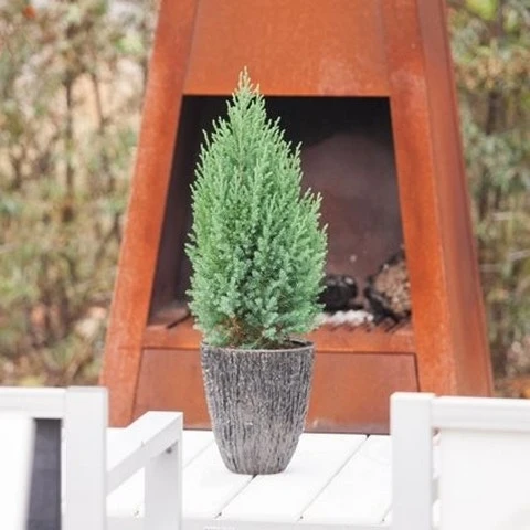 Jeneverbes (Juniperus Chinensis 'Stricta') 4 Jeneverbes (Juniperus Chinensis 'Stricta') - Afbeelding 4