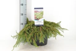 Jeneverbes (Juniperus Communis 'Green Carpet') -Tuinplantenwinkel juniperus communis green carpet c5 m 1