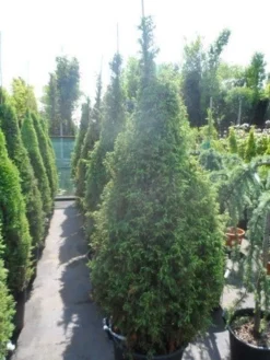 Jeneverbes (Juniperus Communis 'Hibernica') -Tuinplantenwinkel juniperus communis hibernica 175 200