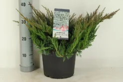 Jeneverbes (Juniperus Horizontalis 'Blue Chip')