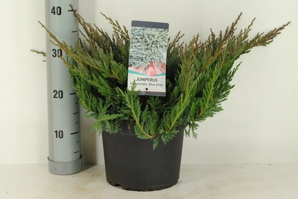 Jeneverbes (Juniperus Horizontalis 'Blue Chip') 1 Jeneverbes (Juniperus Horizontalis 'Blue Chip')