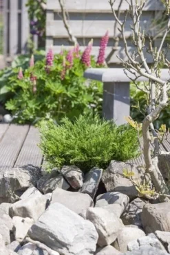 Jeneverbes (Juniperus Horizontalis 'Andorra Compact') -Tuinplantenwinkel juniperus horizontalis andorra compact