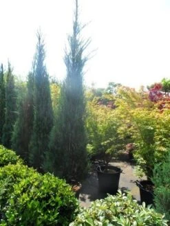 Jeneverbes (Juniperus Scopulorum 'Skyrocket') 14 Jeneverbes (Juniperus Scopulorum 'Skyrocket') -Tuinplantenwinkel juniperus scopulorum skyrocket 250 300 1