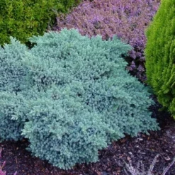 Jeneverbes (Juniperus Squamata 'Blue Star') 13 Jeneverbes (Juniperus Squamata 'Blue Star') -Tuinplantenwinkel juniperus squamata blue star