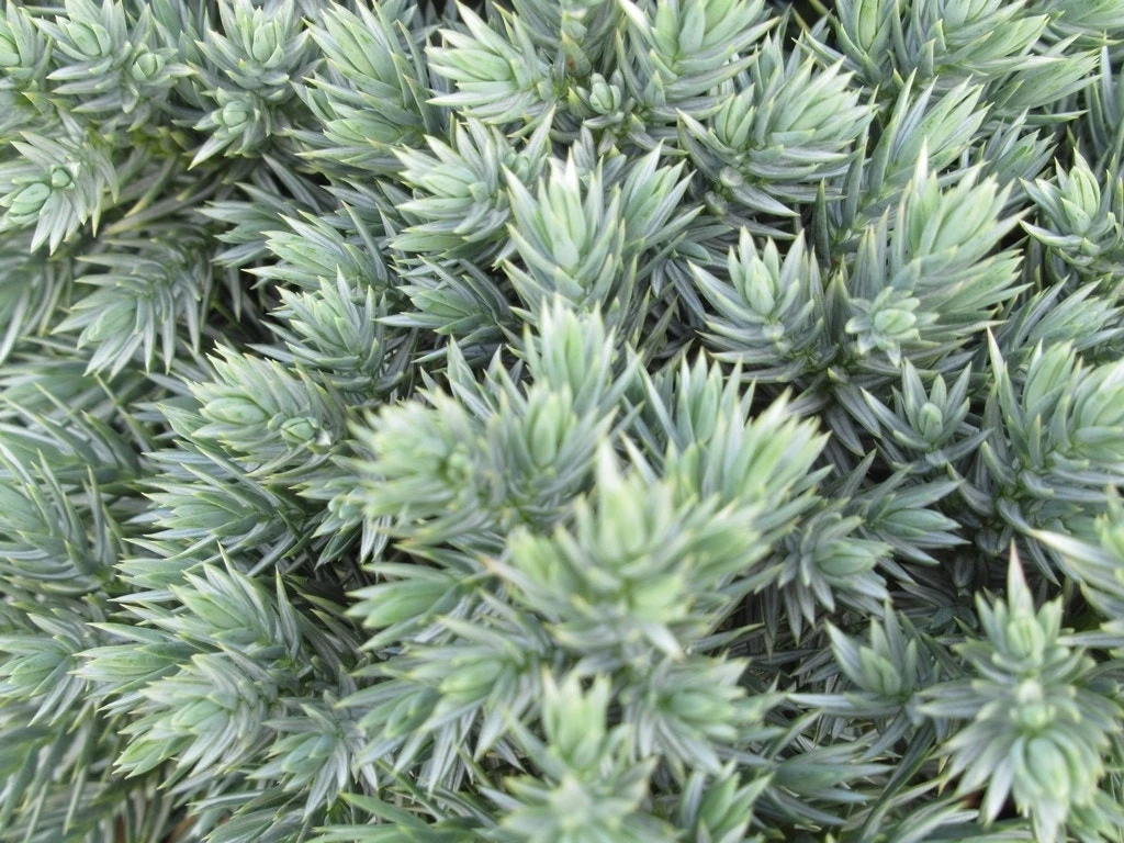 Jeneverbes (Juniperus Squamata 'Blue Star') 1 Jeneverbes (Juniperus Squamata 'Blue Star')