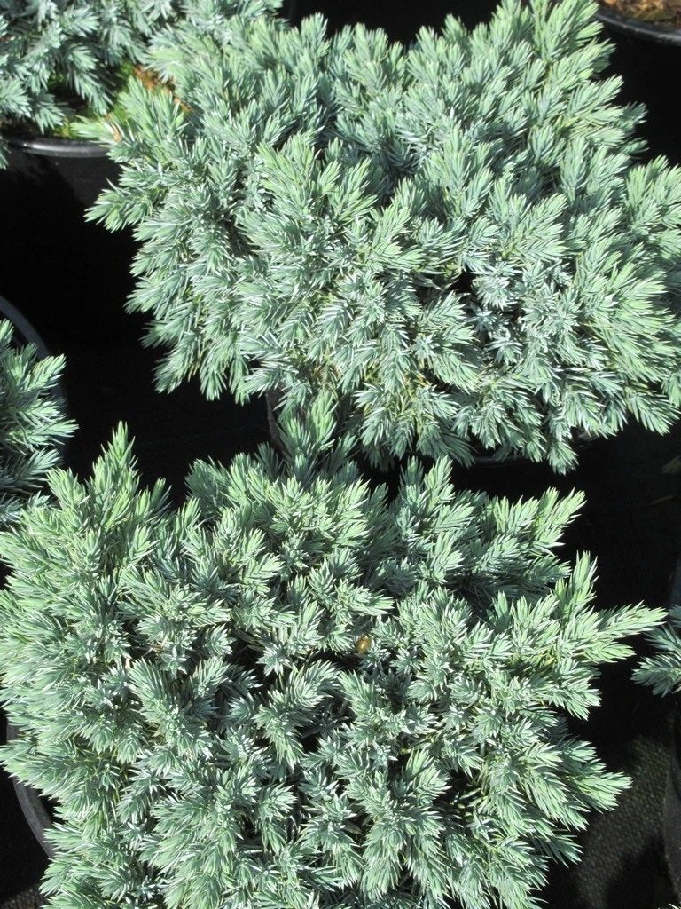 Jeneverbes (Juniperus Squamata 'Blue Star') 2 Jeneverbes (Juniperus Squamata 'Blue Star') - Afbeelding 2