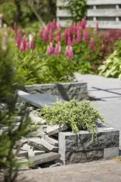 Jeneverbes (Juniperus Squamata 'Holger') -Tuinplantenwinkel juniperus squamata holger