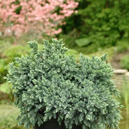 Jeneverbes (Juniperus Squamata 'Blue Star') 4 Jeneverbes (Juniperus Squamata 'Blue Star') - Afbeelding 4