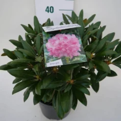 Dwergrhododendron (Rhododendron 'Kalinka') -Tuinplantenwinkel kalinka c4 zij 1