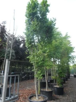 Zeepboom (Koelreuteria Paniculata 'Fastigiata') 5 Zeepboom (Koelreuteria Paniculata 'Fastigiata') -Tuinplantenwinkel koelreuteria paniculata fastigiata 350 400 c160