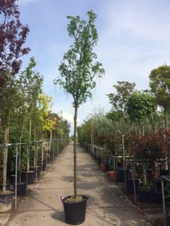 Gouden Regen Als Boom (Laburnum Watereri 'Vossii') -Tuinplantenwinkel laburnum vossi 1416cm