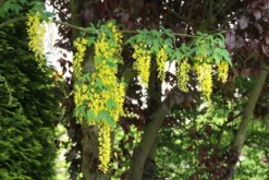Gouden Regen Als Boom (Laburnum Watereri 'Vossii') -Tuinplantenwinkel laburnum w. vossi 1 1