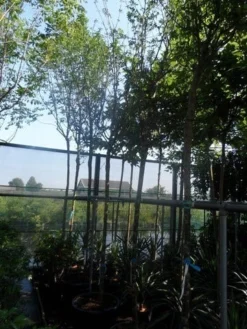 Gouden Regen Als Boom (Laburnum Watereri 'Vossii') -Tuinplantenwinkel laburnum watereri vossii 14 16ho cont