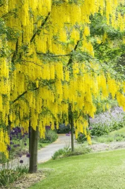 Gouden Regen, Struik (Laburnum Watereri 'Vossii') 14 Gouden Regen, Struik (Laburnum Watereri 'Vossii') -Tuinplantenwinkel laburnum x watereri vossii01 1