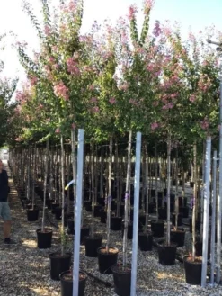 Roze Lagerstroemia Als Boom (Lagerstroemia Indica) -Tuinplantenwinkel lagerstreomia rosea 6 8 1
