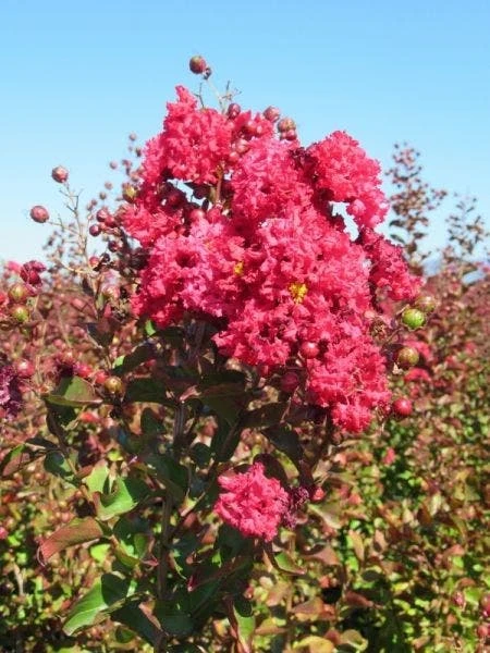 Lagerstroemia Als Halfstam (Lagerstroemia Indica) 1 Lagerstroemia Als Halfstam (Lagerstroemia Indica)