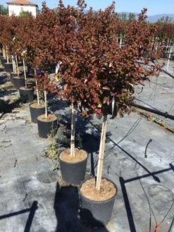 Lagerstroemia Als Halfstam (Lagerstroemia Indica 'Berry Dazzle') -Tuinplantenwinkel lagerstroemia black dazzle halfstam 1