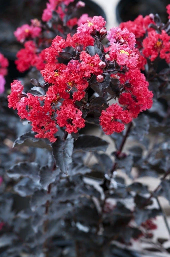 Lagerstroemia (Lagerstroemia 'Black Diamond Best Red') 1 Lagerstroemia (Lagerstroemia 'Black Diamond Best Red')