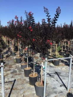 Lagerstroemia Als Halfstam (Lagerstroemia 'Black Diamond Best Red') -Tuinplantenwinkel lagerstroemia black diamond halfstam
