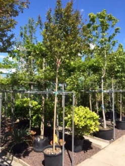 Roze Lagerstroemia Als Boom (Lagerstroemia Indica) -Tuinplantenwinkel lagerstroemia indica 10 12ho