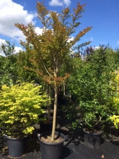 Roze Lagerstroemia Als Boom (Lagerstroemia Indica) -Tuinplantenwinkel lagerstroemia indica halfstam 14 16