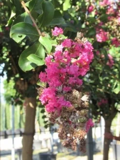 Roze Lagerstroemia Als Boom (Lagerstroemia Indica) 34 Roze Lagerstroemia Als Boom (Lagerstroemia Indica) -Tuinplantenwinkel lagerstroemia indica roze 11 1