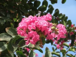 Roze Lagerstroemia Als Boom (Lagerstroemia Indica) 27 Roze Lagerstroemia Als Boom (Lagerstroemia Indica) -Tuinplantenwinkel lagerstroemia indica roze 3 1