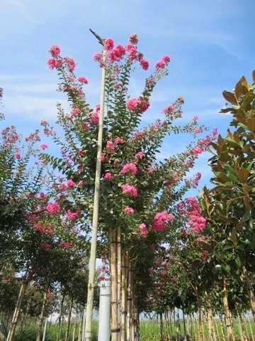 Roze Lagerstroemia Als Boom (Lagerstroemia Indica) 9 Roze Lagerstroemia Als Boom (Lagerstroemia Indica) - Afbeelding 9