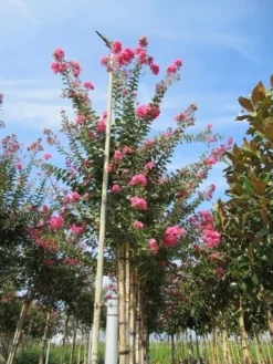 Roze Lagerstroemia Als Boom (Lagerstroemia Indica) -Tuinplantenwinkel lagerstroemia indica roze 4