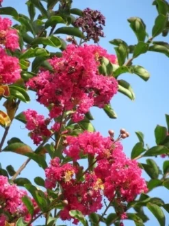 Roze Lagerstroemia Als Boom (Lagerstroemia Indica) 29 Roze Lagerstroemia Als Boom (Lagerstroemia Indica) -Tuinplantenwinkel lagerstroemia indica roze 6 1