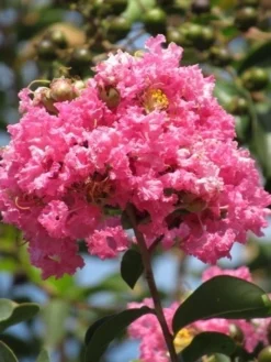 Roze Lagerstroemia Als Boom (Lagerstroemia Indica) -Tuinplantenwinkel lagerstroemia indica roze 7